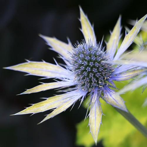 blue-yellow flower with blue cone, lime foliage and blue stem