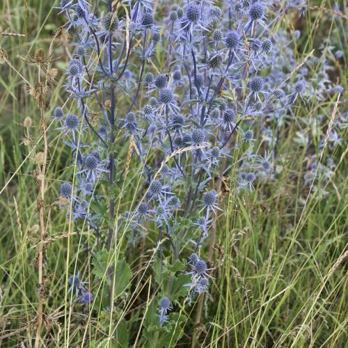 blue flowers with blue cones on purple-blue stems