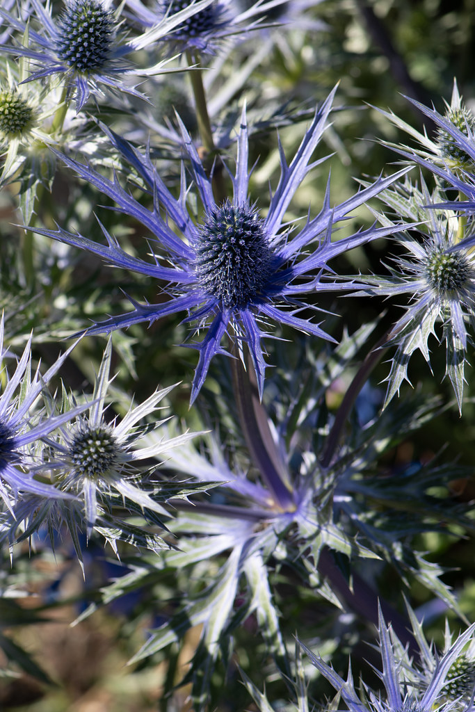 royal-blue flowers with grey-blue cones with blue-green leaves on purple stems