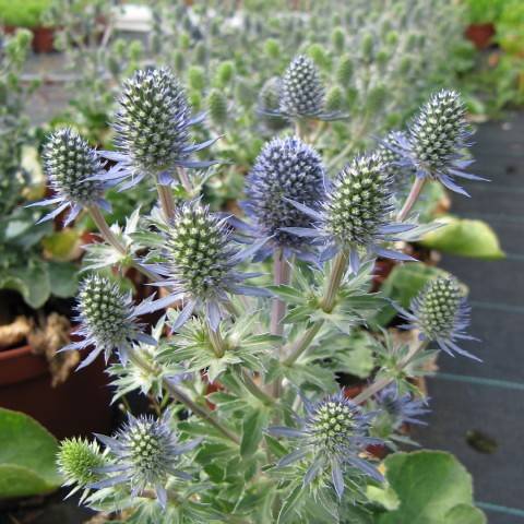 grey-blue flowers with green-blue cones and green leaves on purple-green stems 