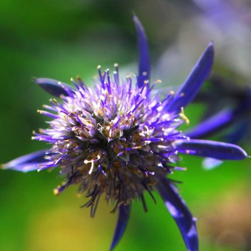 blue flower with yellow-blue cone, yellow anthers, blue filaments, blue sepals and stems