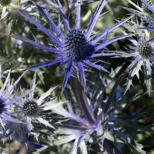 royal-blue flowers with grey-blue cones with blue-green leaves on purple stems