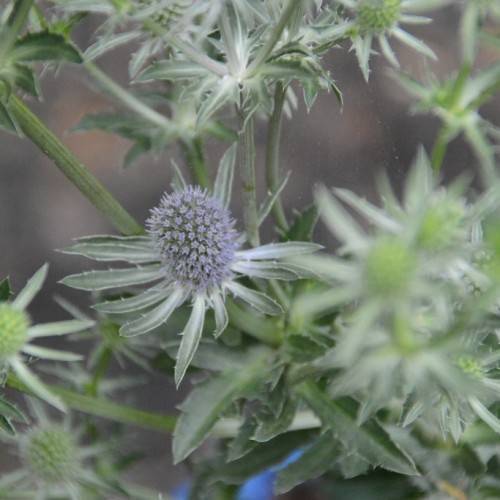 grey-green flowers with lavender cones and green leaves and stems