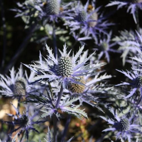 light-blue flower with gray cones, gray-blue foliage and blue stems