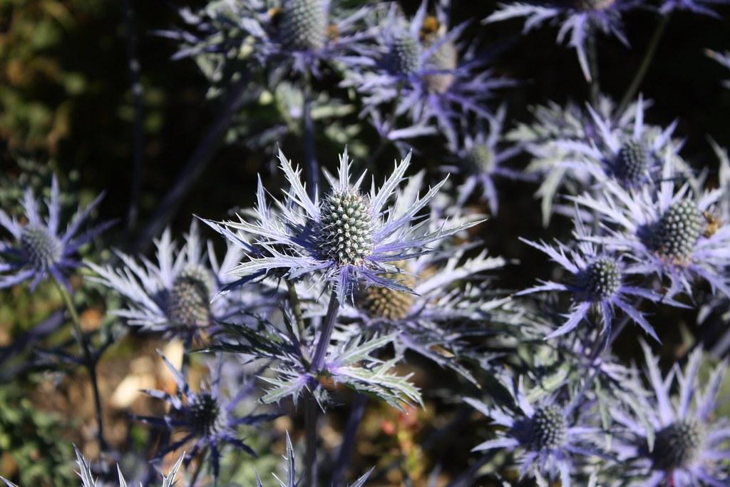 light-blue flower with gray cones, gray-blue foliage and blue stems