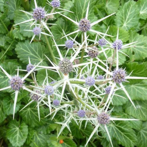 pearl-white flowers with lavender-blue cones and green leaves with light-green veins on green stems