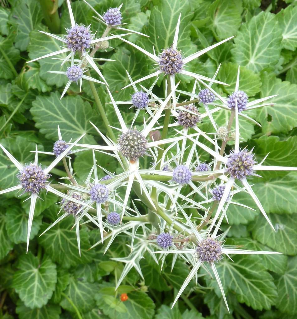 pearl-white flowers with lavender-blue cones and green leaves with light-green veins on green stems 