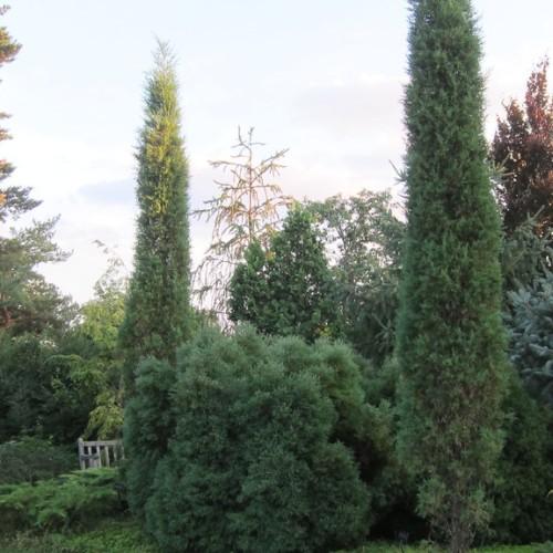 Green foliage.