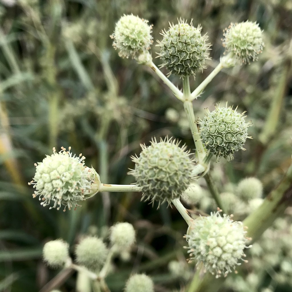 pale-green flowers on pale-green petioles and stems
