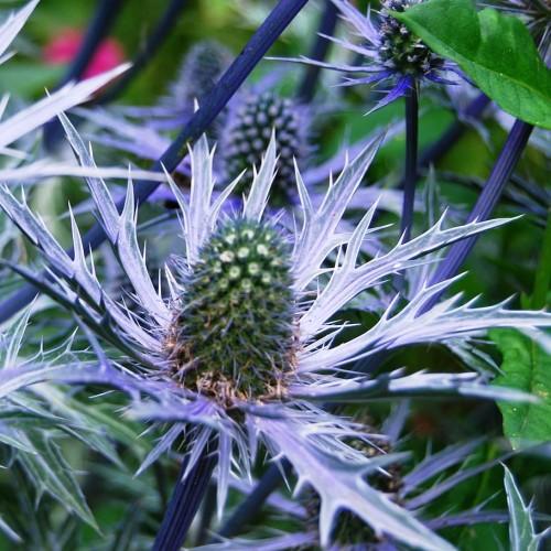 light-blue flower with blue-green cones, green-blue foliage and blue stems