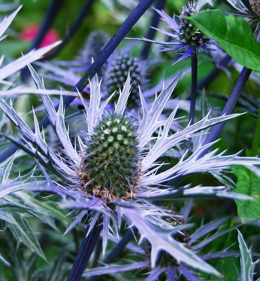 light-blue flower with blue-green cones, green-blue foliage and blue stems