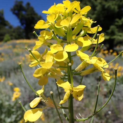 yellow flowers with green styles, yellow-green sepals, green petioles and green stems