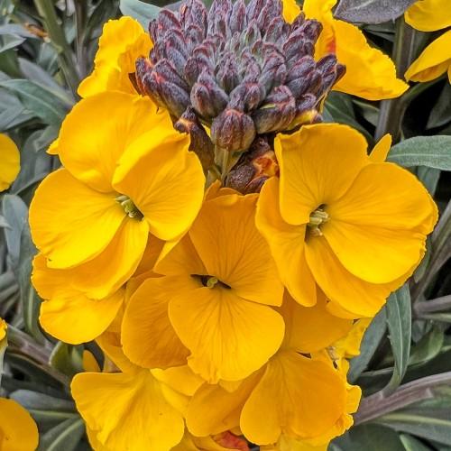 yellow flowers with lime-yellow center, burgundy buds, green leaves and green-brown stems
