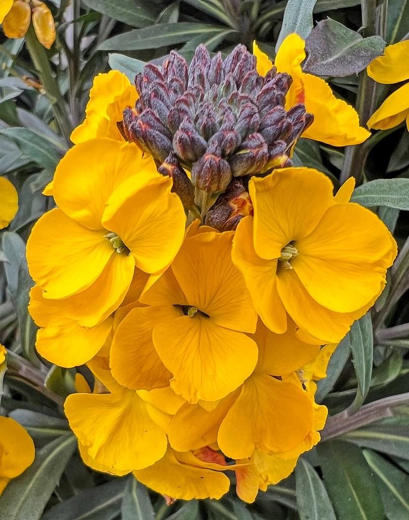 yellow flowers with lime-yellow center, burgundy buds, green leaves and green-brown stems
