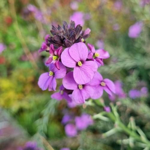 purple-pink flowers with yellow-lime center, dark-purple buds, green leaves and stems