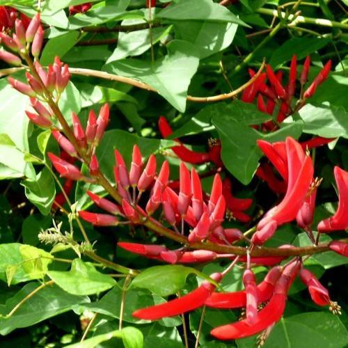 red flowers with red petioles on red-green stems; and green leaves with yellow-green petioles