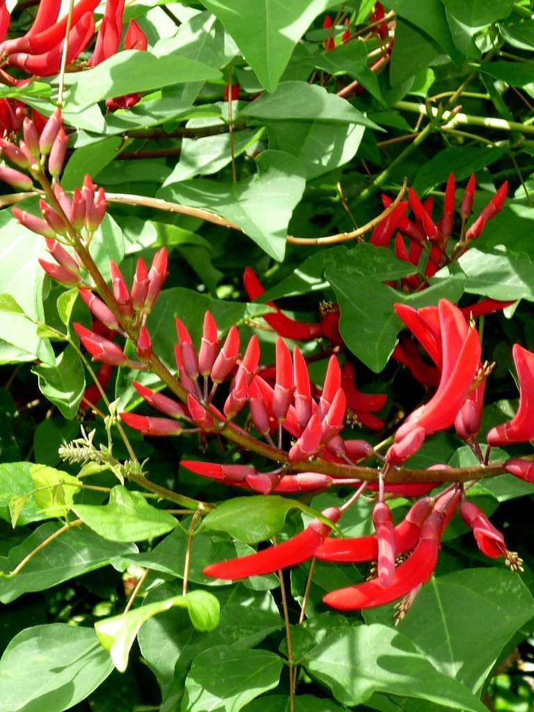 red flowers with red petioles on red-green stems; and green leaves with yellow-green petioles
