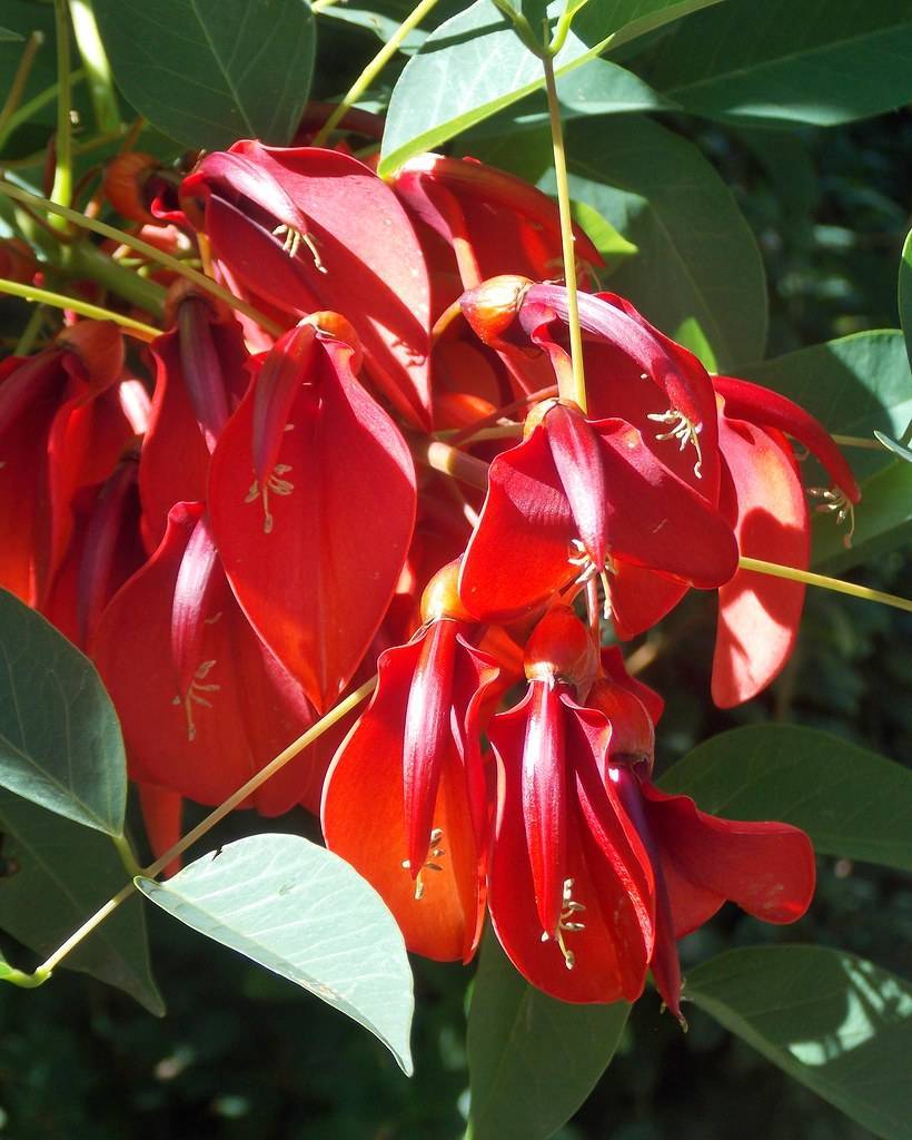 bright-red flowers with red styles, light-brown stigmas, yellow-green stems and green leaves