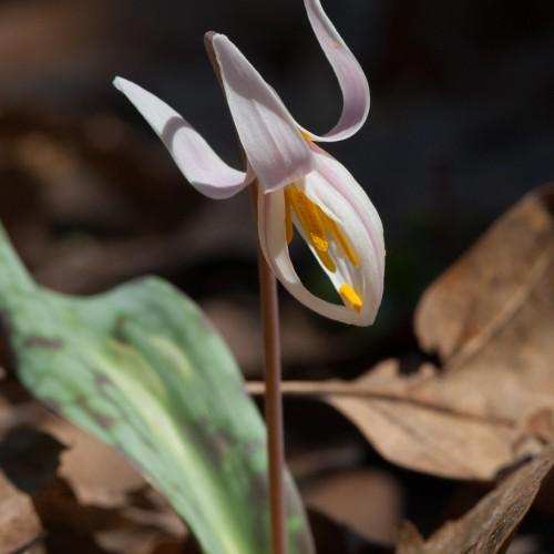 white flower with yellow stamens, green-brown leaves and brown stems