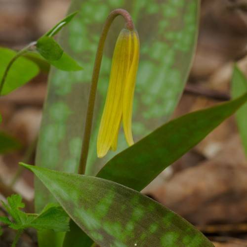 a yellow flower with red-green petiole and red-green leaves