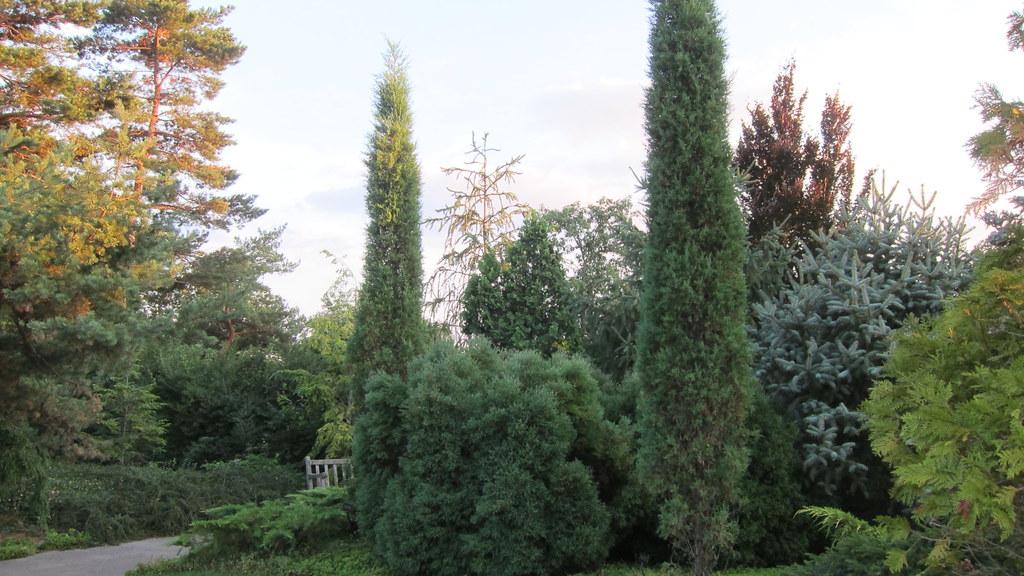 A small tree in the center having brown stems and green leaves surrounded by two tall trees with brown trunks and green leaves on either side. 