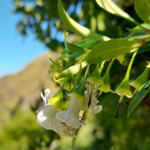 white flowers with black stigmas, yellow-lime sepals, green leaves and stems