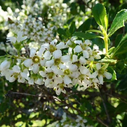 white flowers with yellow-green stamens and center, lime-green stems and dark-green leaves