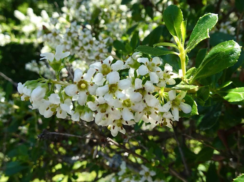 white flowers with yellow-green stamens and center, lime-green stems and dark-green leaves