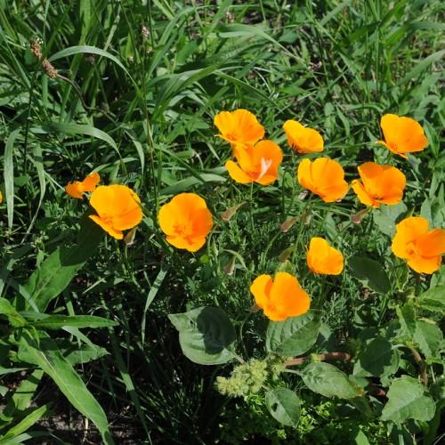 orange flowers with green foliage and green stems