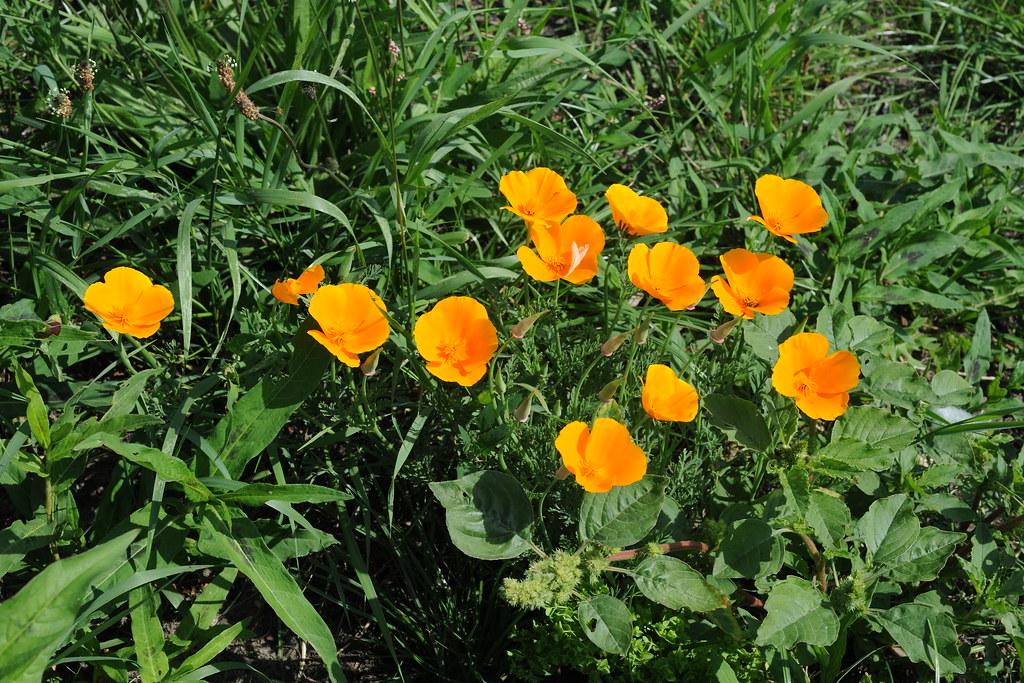orange flowers with green foliage and green stems 