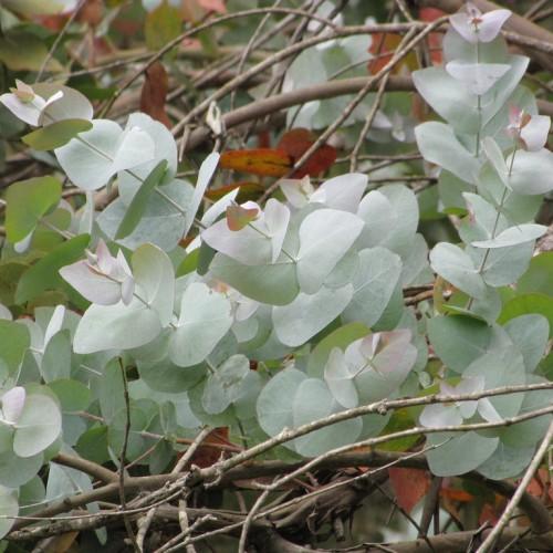 white-green foliage with light-brown branches
