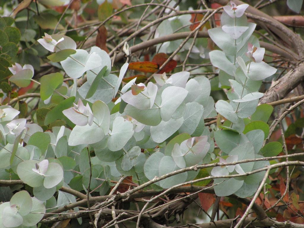 white-green foliage with light-brown branches