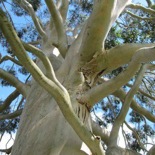 pale-white branches on a pale-white trunk with green leaves
