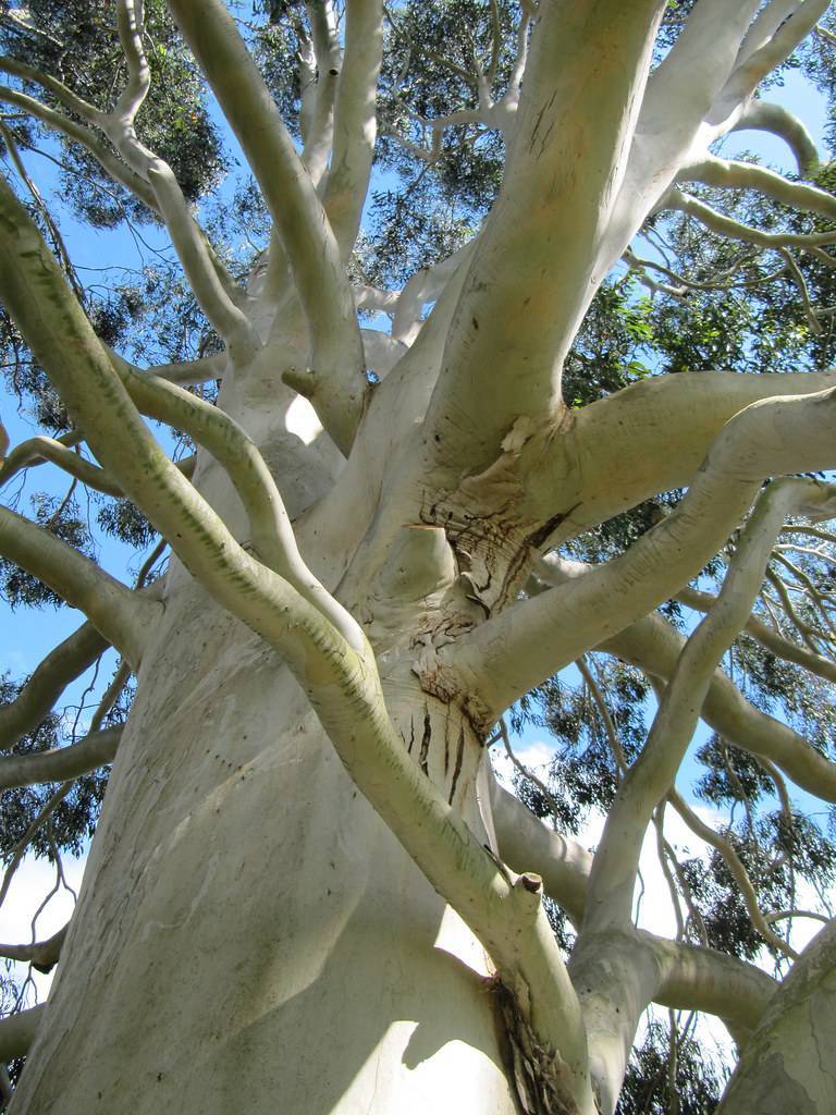 pale-white branches on a pale-white trunk with green leaves