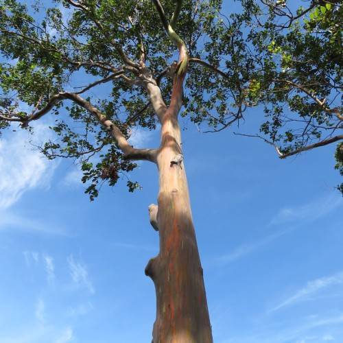 orange-brown bark with green-brown branches, brown twigs and green leaves
