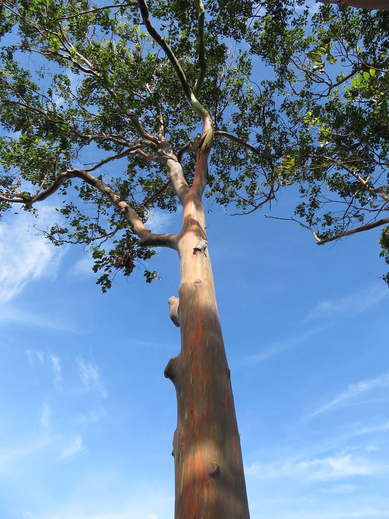 orange-brown bark with green-brown branches, brown twigs and green leaves