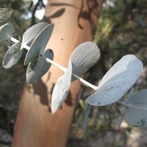 white-green foliage with white stems and brown trunk