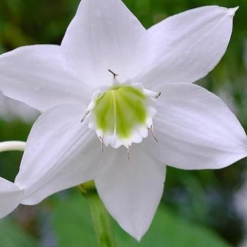 White flower with lime center, white filaments, brown anthers, green stem.