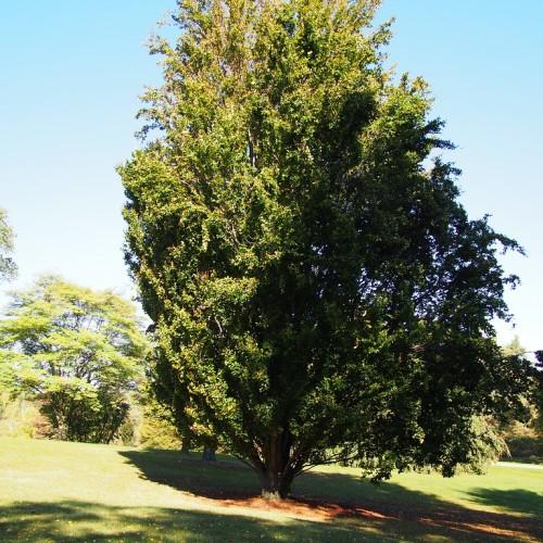 A lone tree with a brown trunk, having numerous brown branches filled with dark-green leaves.