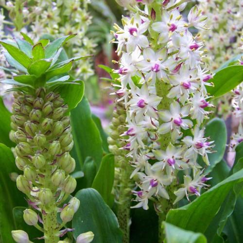 white flowers with brown-yellow anthers, purple center, lime-purple buds, green leaves and lime stems