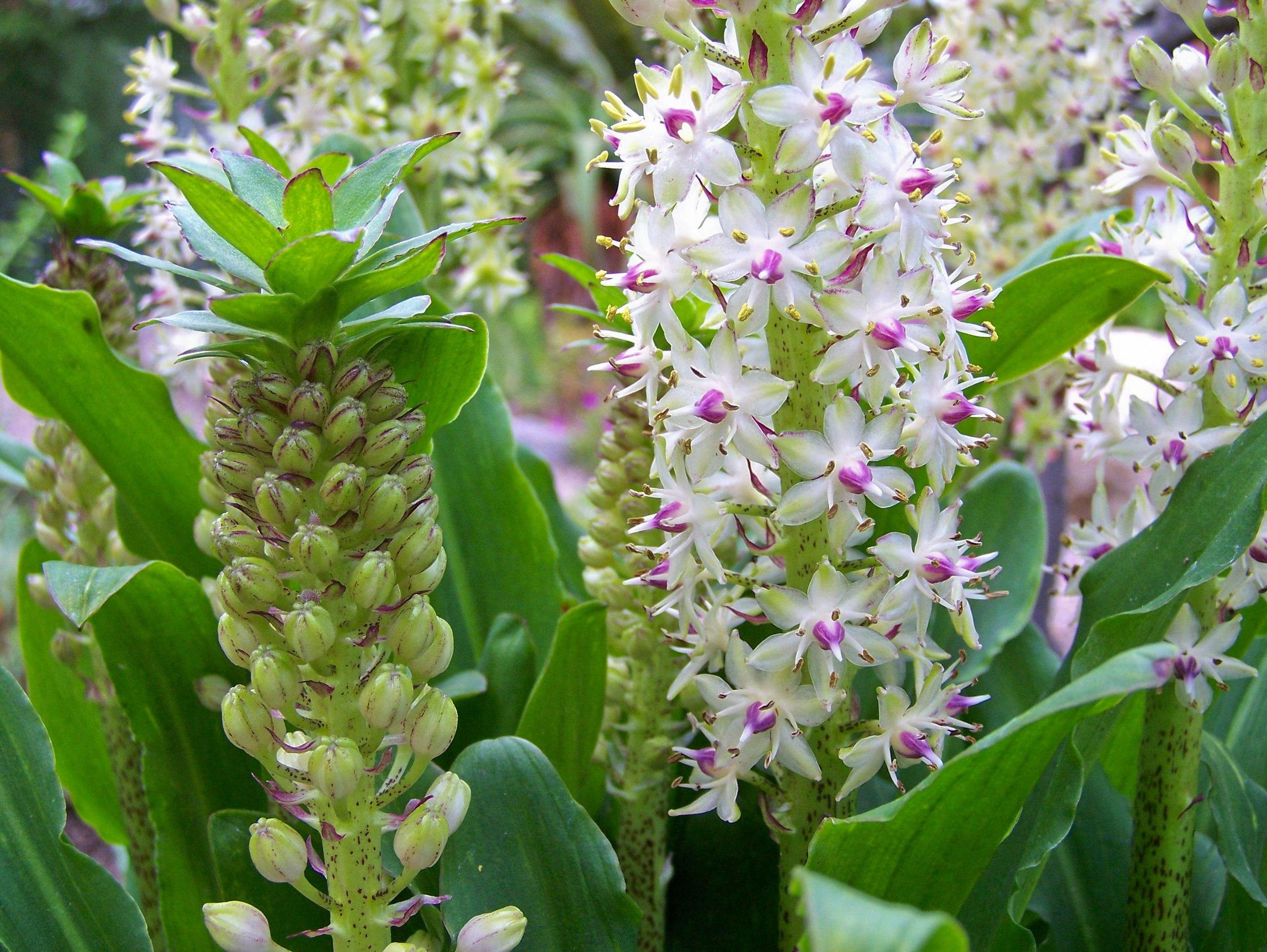 white flowers with brown-yellow anthers, purple center, lime-purple buds, green leaves and lime stems 