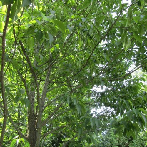 green leaves on brown twigs, branches and trunks