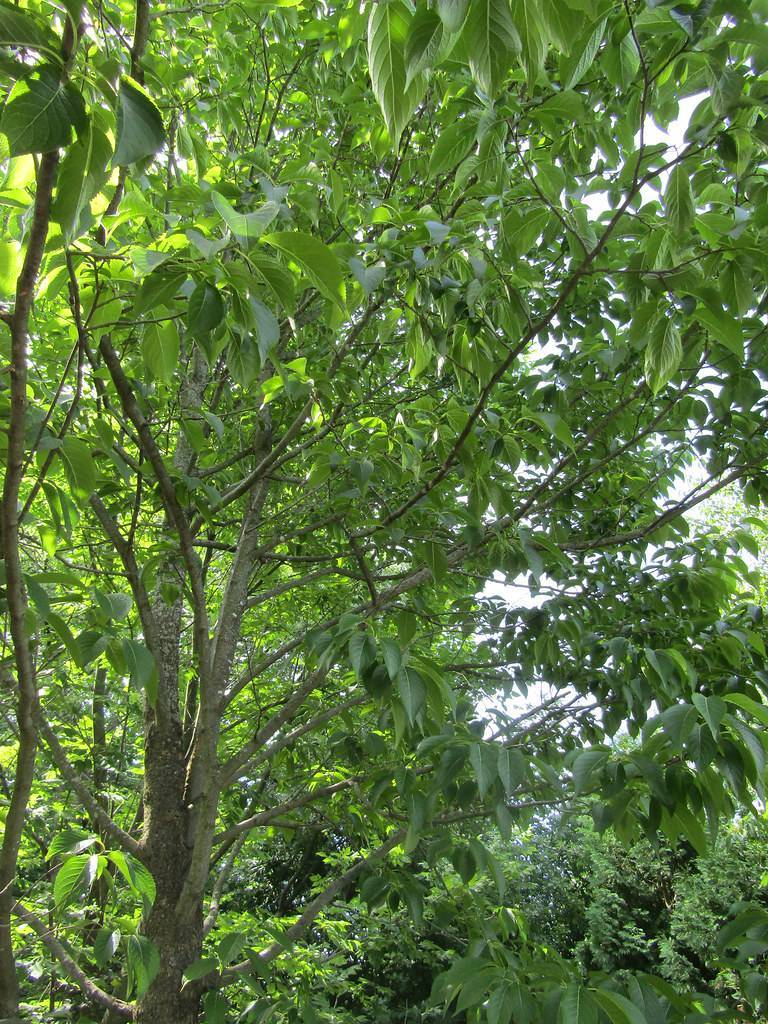 green leaves on brown twigs, branches and trunks