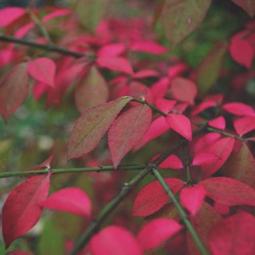 pink-red leaves with green midribs on dark-green petioles and stems