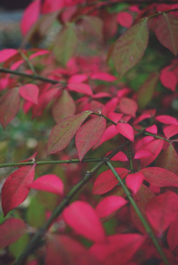 pink-red leaves with green midribs on dark-green  petioles and stems