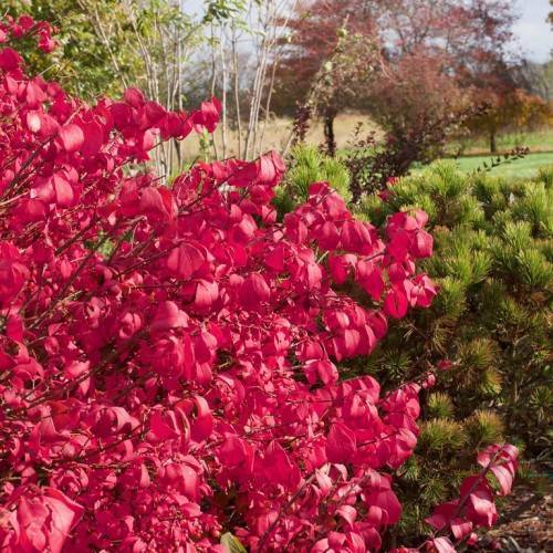 crimson-red leaves on red-brown petioles and stems