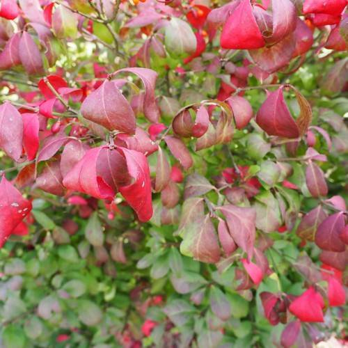 red-green leaves with light-green midribs, red buds on lime-green stems