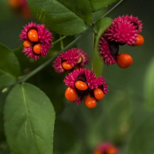 orange-ruby fruits with green leaves and stems