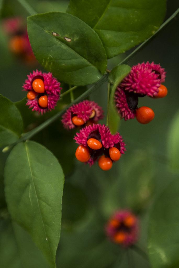 orange-ruby fruits with green leaves and stems 