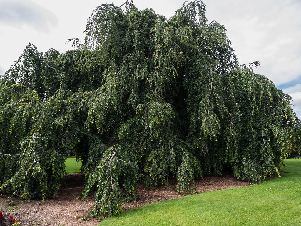 A tree with brown trunk, gray-brown branches with growing dark green-yellow leaves. 